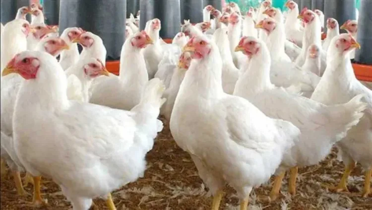 أسعار الدواجن اليوم الأربعاء 4-2-2026 في مصر قبل موسم رمضان