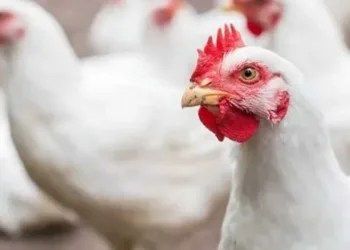 أسعار الفراخ البيضاء اليوم السبت 14-2-2026 في بورصة الدواجن