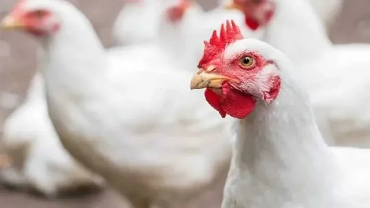 أسعار الفراخ البيضاء اليوم السبت 14-2-2026 في بورصة الدواجن