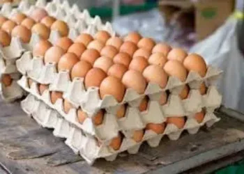 سعر كرتونة البيض اليوم السبت 14 فبراير 2026 في بورصة الدواجن والسوق