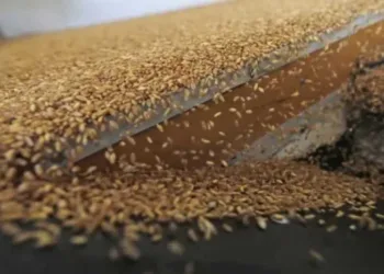 رابطة أصحاب المطاحن: مخزون القمح آمن ويكفي 4 أشهر استعدادًا لشهر رمضان