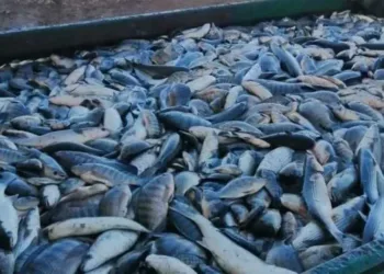 حصاد 21 طن أسماك بمزرعة المنزلة وتطبيق نظام IPRS عالي الكثافة لزيادة الإنتاج