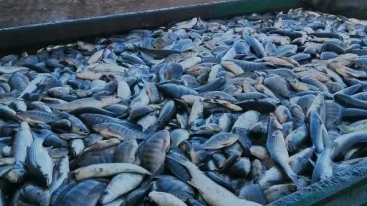 حصاد 21 طن أسماك بمزرعة المنزلة وتطبيق نظام IPRS عالي الكثافة لزيادة الإنتاج