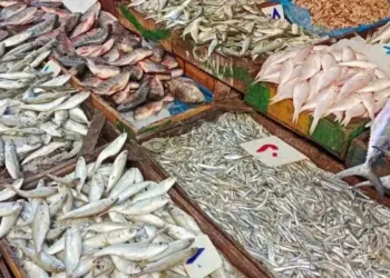 أسعار الأسماك اليوم الخميس 5 مارس 2026 في سوق العبور.. البلطي يبدأ من 53 جنيهًا والجمبري يصل إلى 1160 جنيهًا