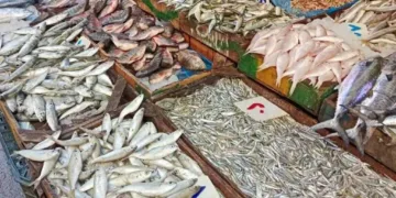 أسعار الأسماك اليوم الخميس 5 مارس 2026 في سوق العبور.. البلطي يبدأ من 53 جنيهًا والجمبري يصل إلى 1160 جنيهًا