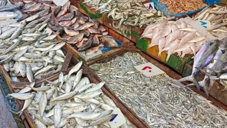 أسعار الأسماك اليوم الخميس 5 مارس 2026 في سوق العبور.. البلطي يبدأ من 53 جنيهًا والجمبري يصل إلى 1160 جنيهًا