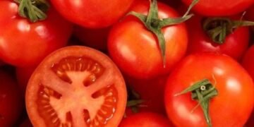 نقيب الفلاحين: ارتفاع أسعار الطماطم مؤقت والإنفراجة في الطريق