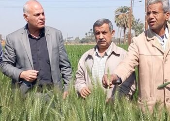 وكيل وزارة الزراعة بأسيوط يتفقد الحقول الإرشادية للقمح وزراعات البنجر